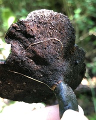 Sanguinoderma