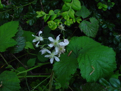 Rubus cissburiensis