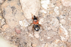 Prostemma hilgendorffi