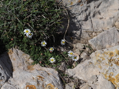 Bellium bellidioides