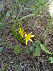 Gagea granulosa