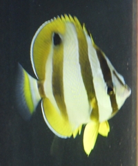 Chaetodon marleyi