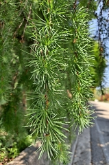 Larix kaempferi