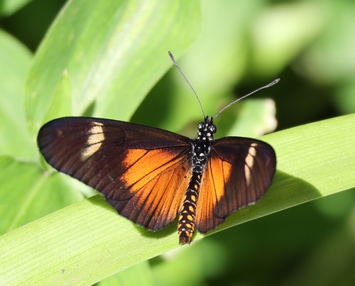 Dusky Acraea photo 3