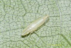 Nirvana placida