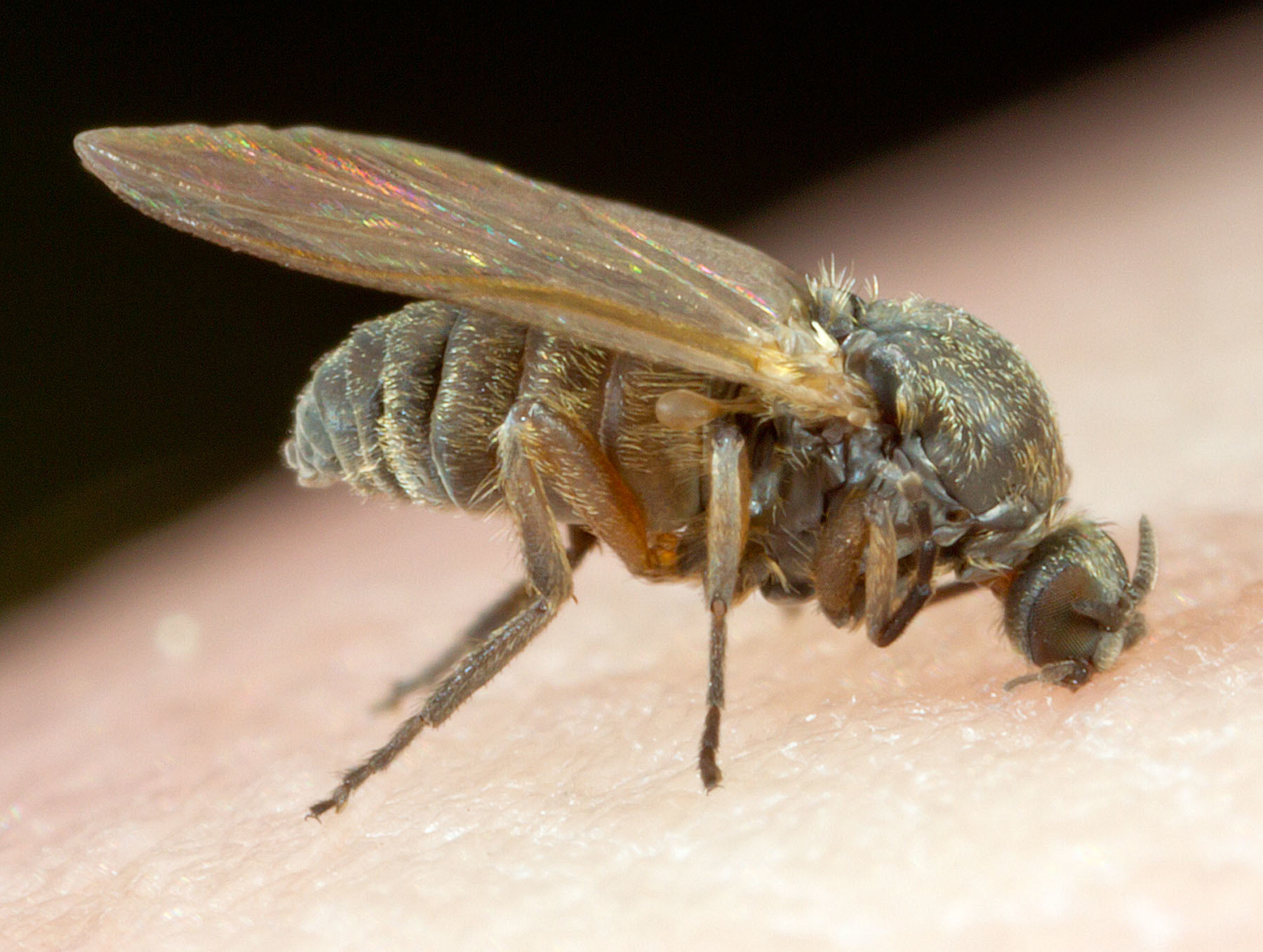 Black flies r/newfoundland