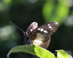 Pseudacraea lucretia