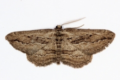 Ekboarmia atlanticaria