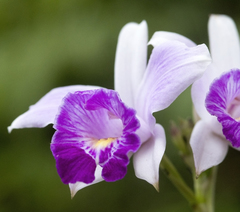 Arundina graminifolia