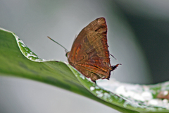 Arhopala eupolis