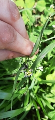 Diptera