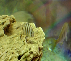 Diplodus hottentotus