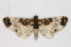 Eupithecia breviculata