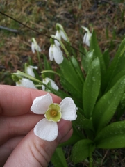Galanthus platyphyllus
