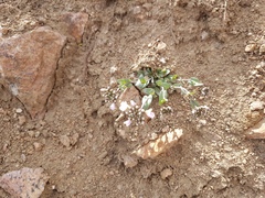 Noccaea cochleariformis