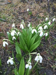 Galanthus platyphyllus