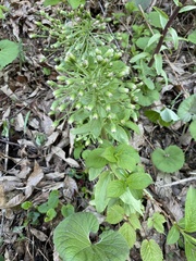 Petasites japonicus
