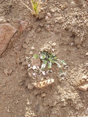 Noccaea cochleariformis