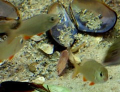 Sparodon durbanensis