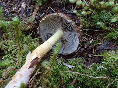Stropharia formosa