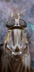 Pantophthalmus pictus