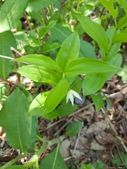 Disporum smilacinum