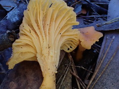 Cantharellus concinnus