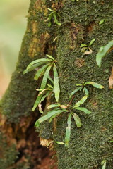 Notogrammitis billardierei