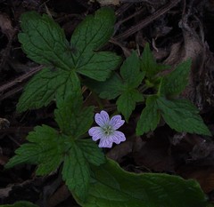 Geranium versicolor