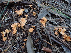 Cantharellus concinnus