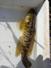Gobius ophiocephalus