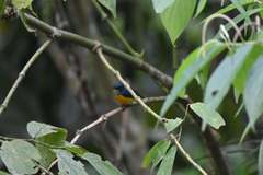 Dicaeum trigonostigma