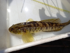 Gobius ophiocephalus