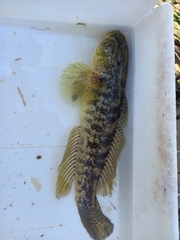 Gobius ophiocephalus