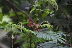 Brachypodius urostictus