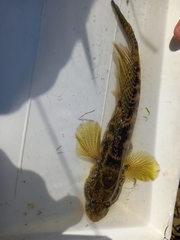 Gobius ophiocephalus