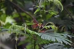 Brachypodius urostictus