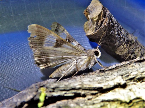 Indomitable Graphic Moth photo 5