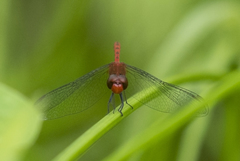 Diplacodes bipunctata