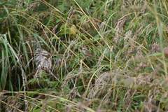 Cincloramphus timoriensis