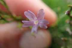 Limonium linifolium