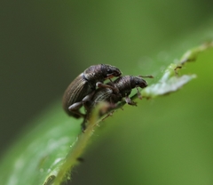 Polydrusus marginatus