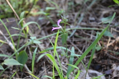 Dicliptera clinopodia