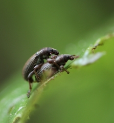 Polydrusus marginatus