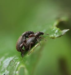 Polydrusus marginatus