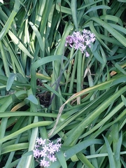 Tulbaghia simmleri