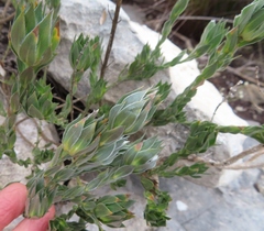 Xiphotheca fruticosa