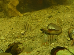 Diplodus hottentotus