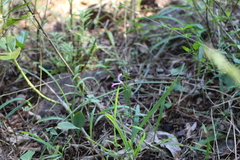 Dicliptera clinopodia