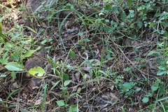 Dicliptera clinopodia